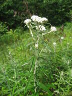 Imagem de Anaphalis margaritacea (L.) Benth.