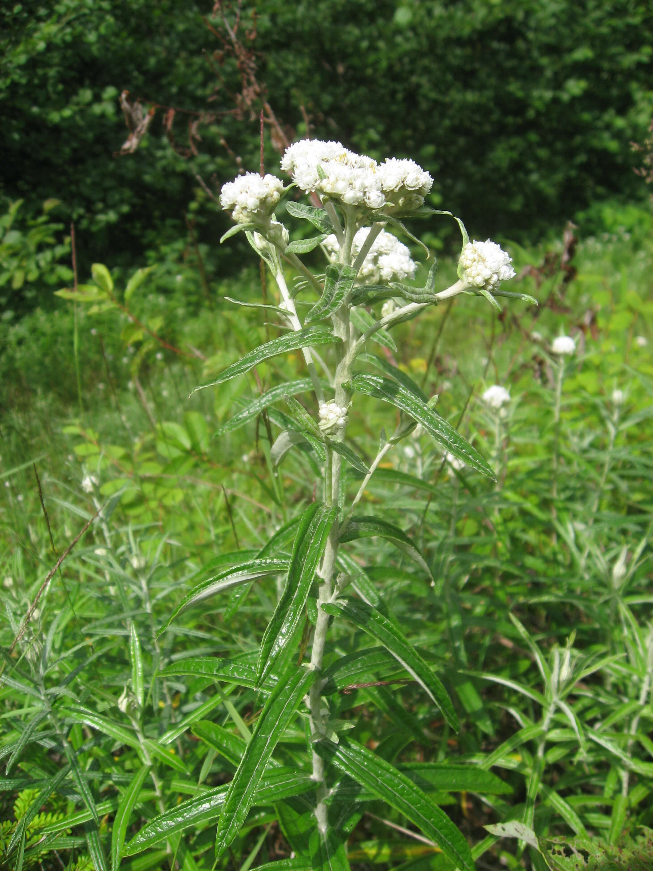 Imagem de Anaphalis margaritacea (L.) Benth.