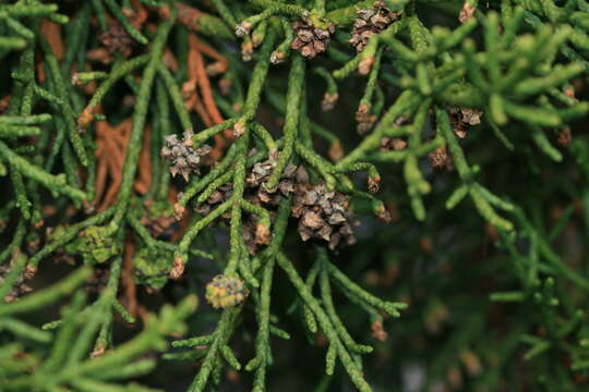 Image of Pencil Pine