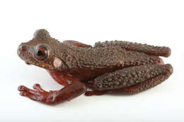 Image of Ecuador slender-legged treefrog