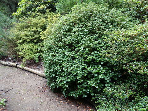 Image of Rhododendron williamsianum Rehder & E. H. Wilson