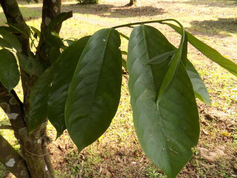 Annickia chlorantha (Oliv.) Setten & Maas的圖片