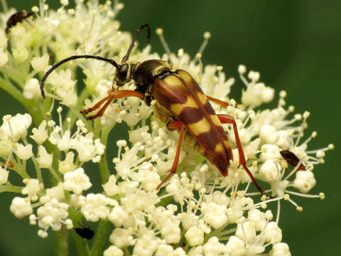 Plancia ëd Typocerus velutinus (Olivier 1795)