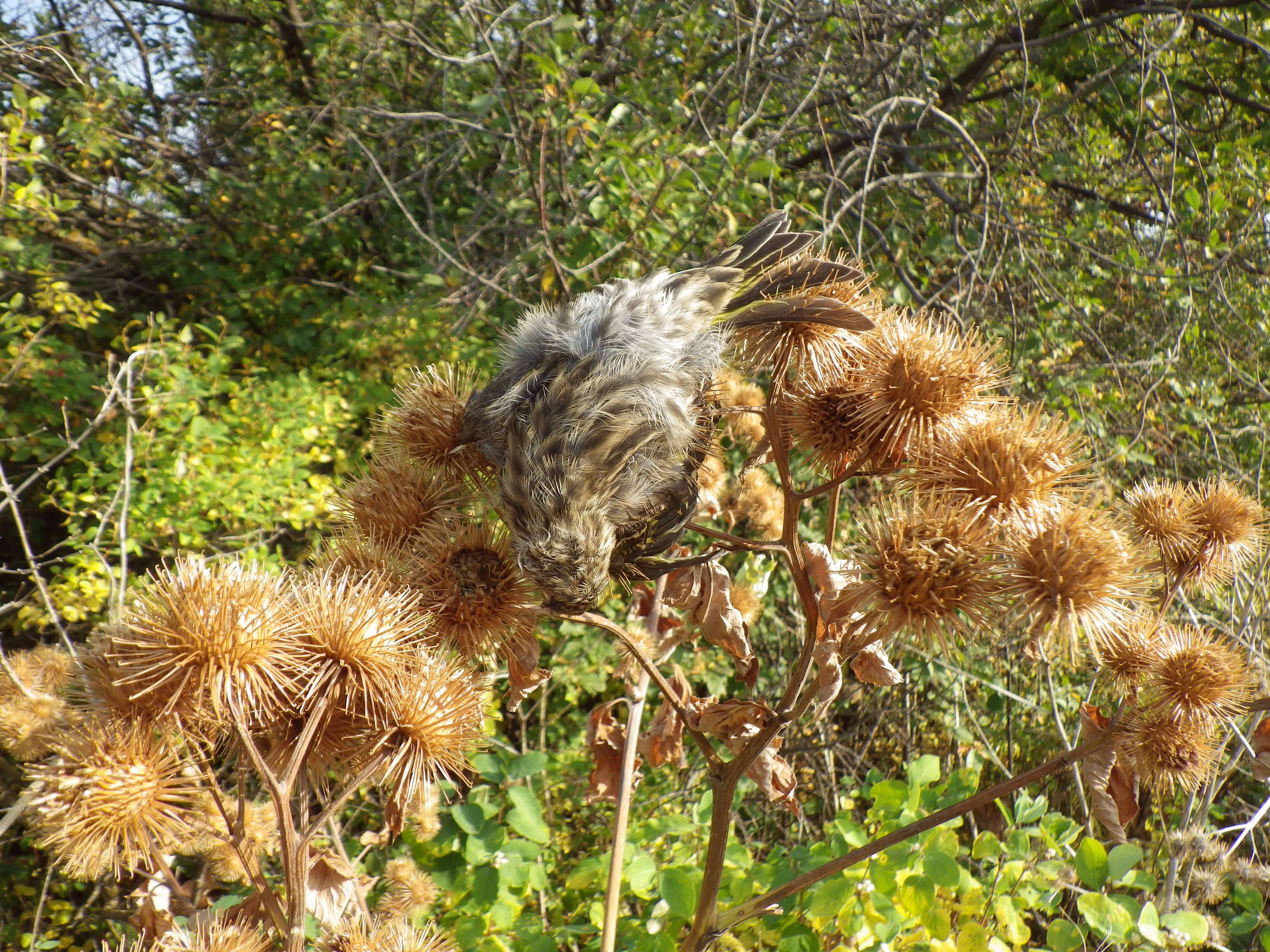 Image of Pine Siskin