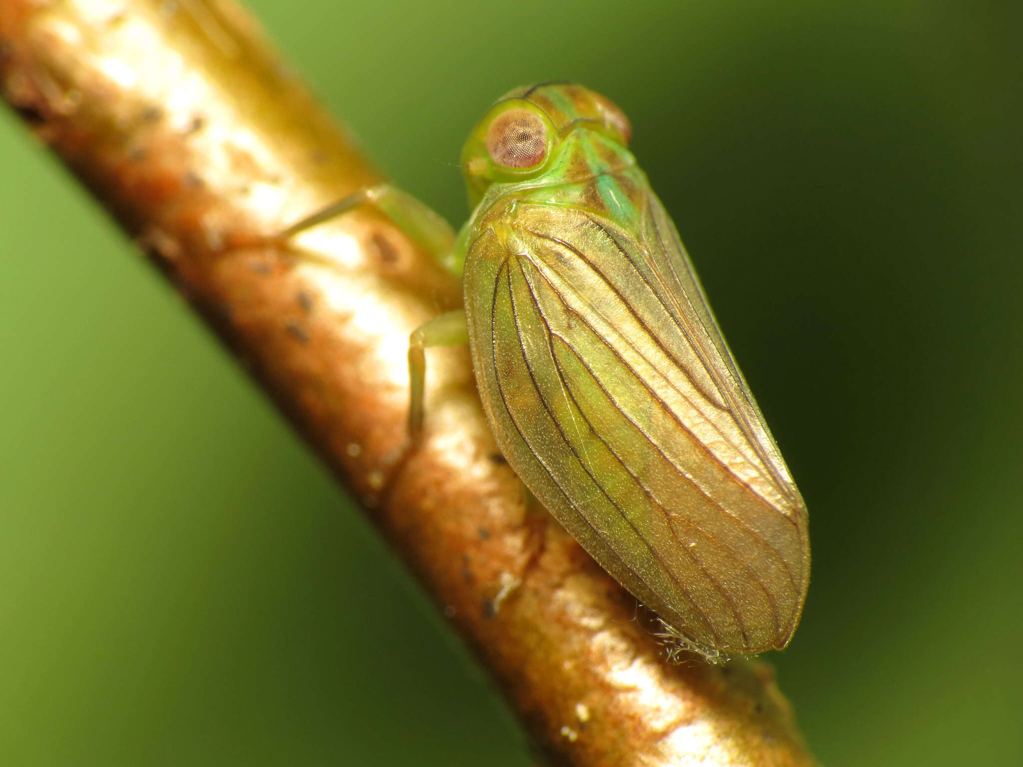 Image of issid planthoppers