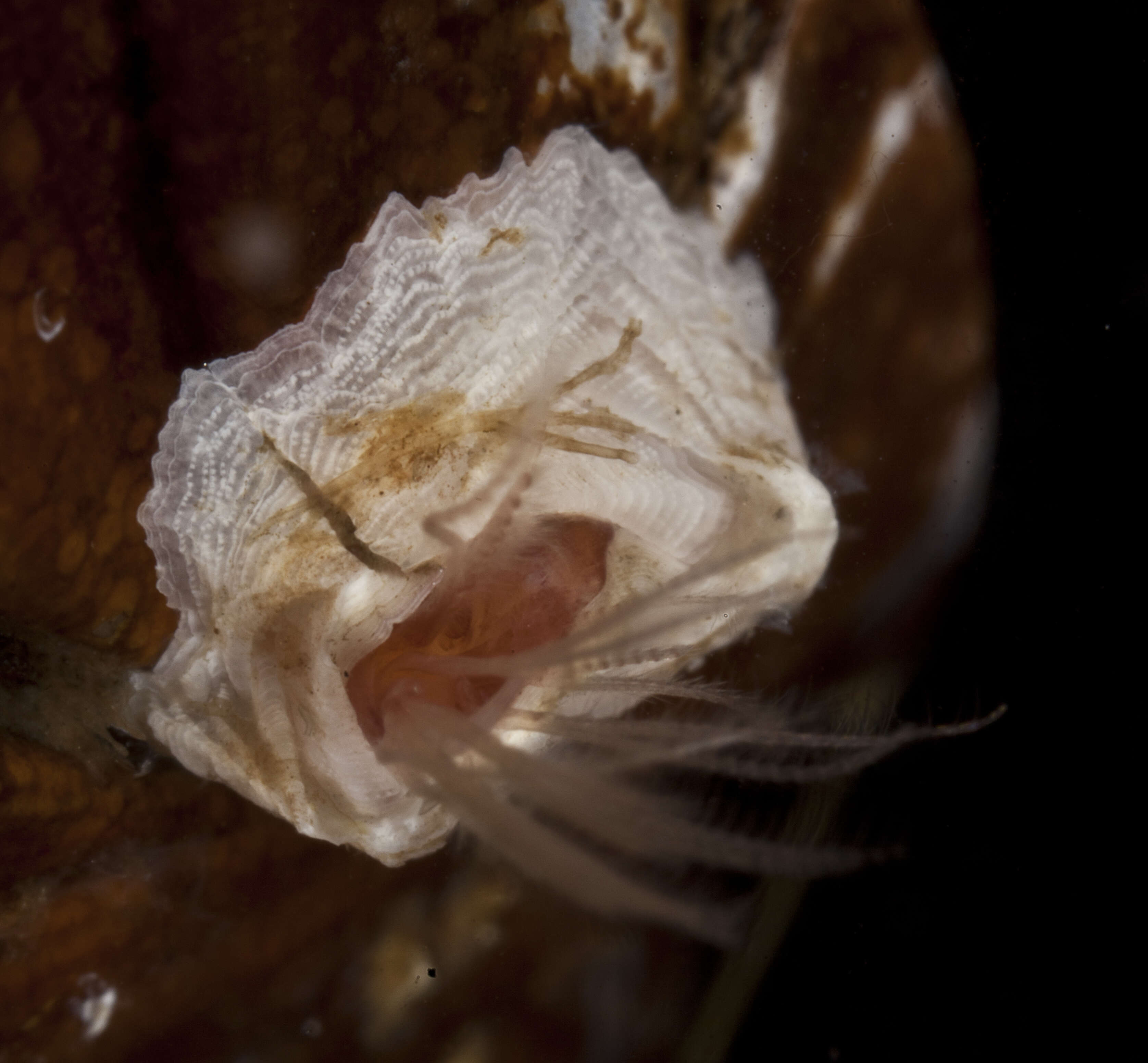 Image of wart barnacle