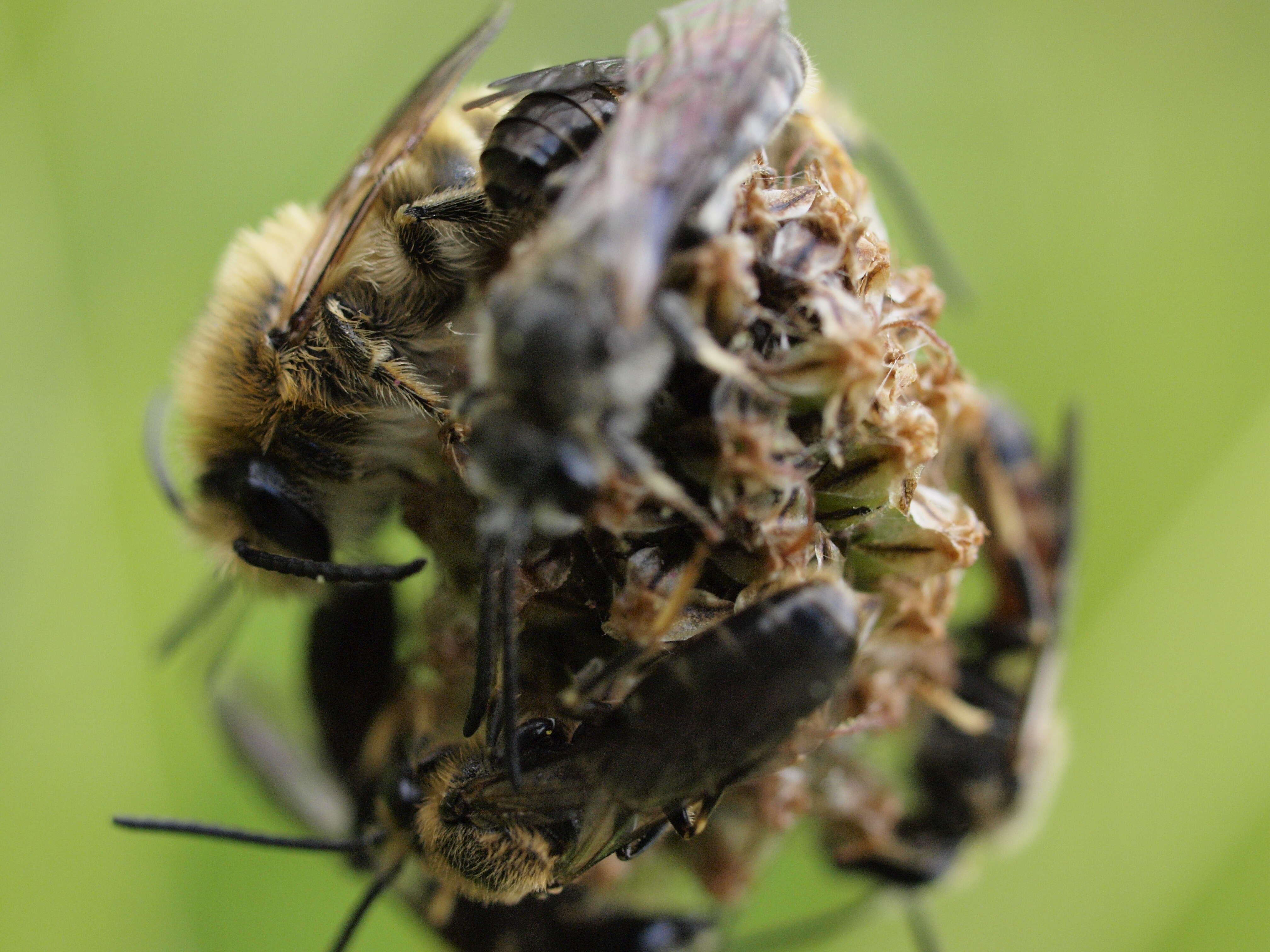 Plancia ëd Lasioglossum calceatum (Scopoli 1763)