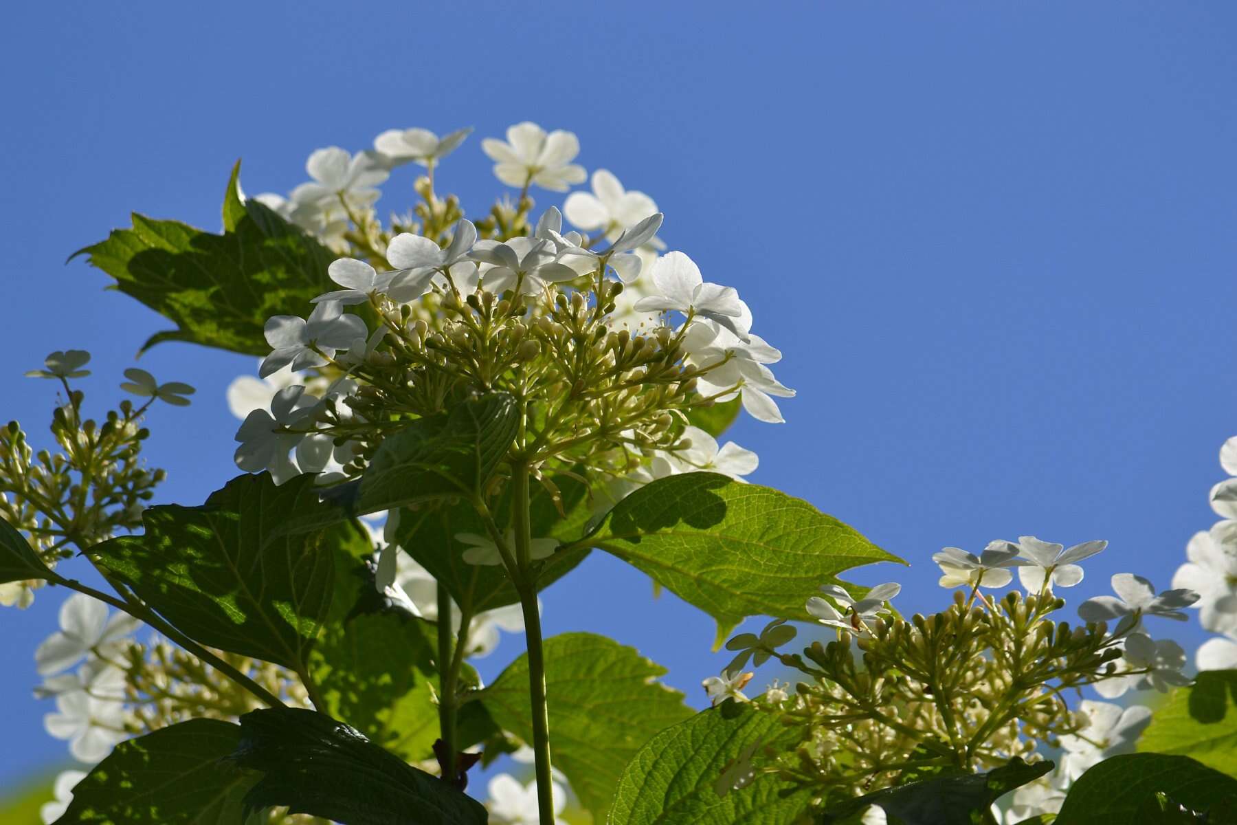 Imagem de Viburnum opulus L.