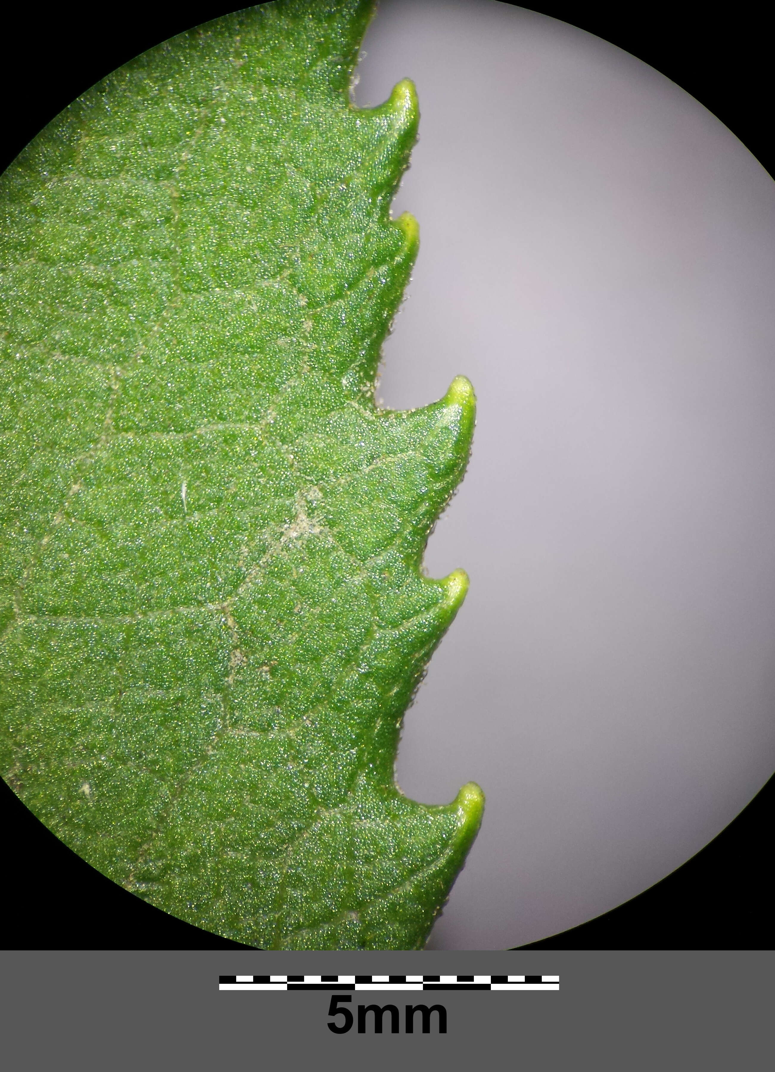 Image of Senecio sarracenicus L.