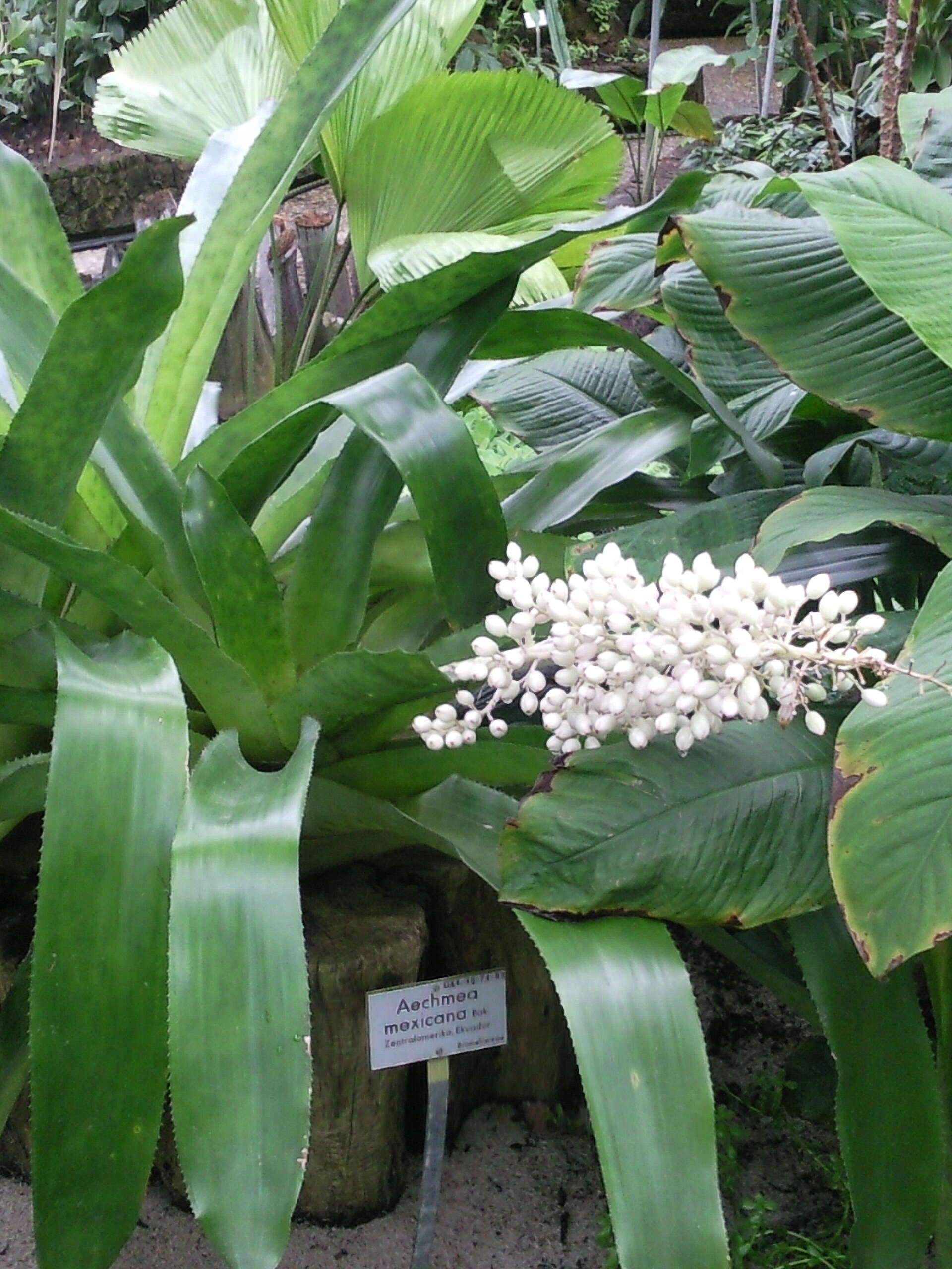 Sivun Aechmea mexicana Baker kuva