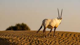 Image of Arabian Oryx