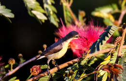 Image of Purple Sunbird