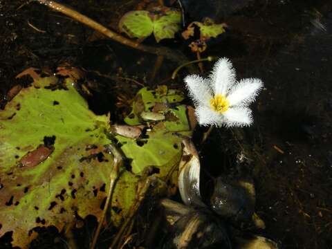 Image of Water-snowflake