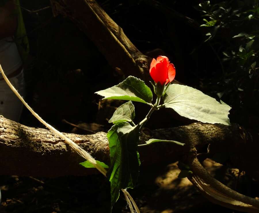 Image de Malvaviscus arboreus Cav.