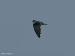 Image of Black-shouldered Kite