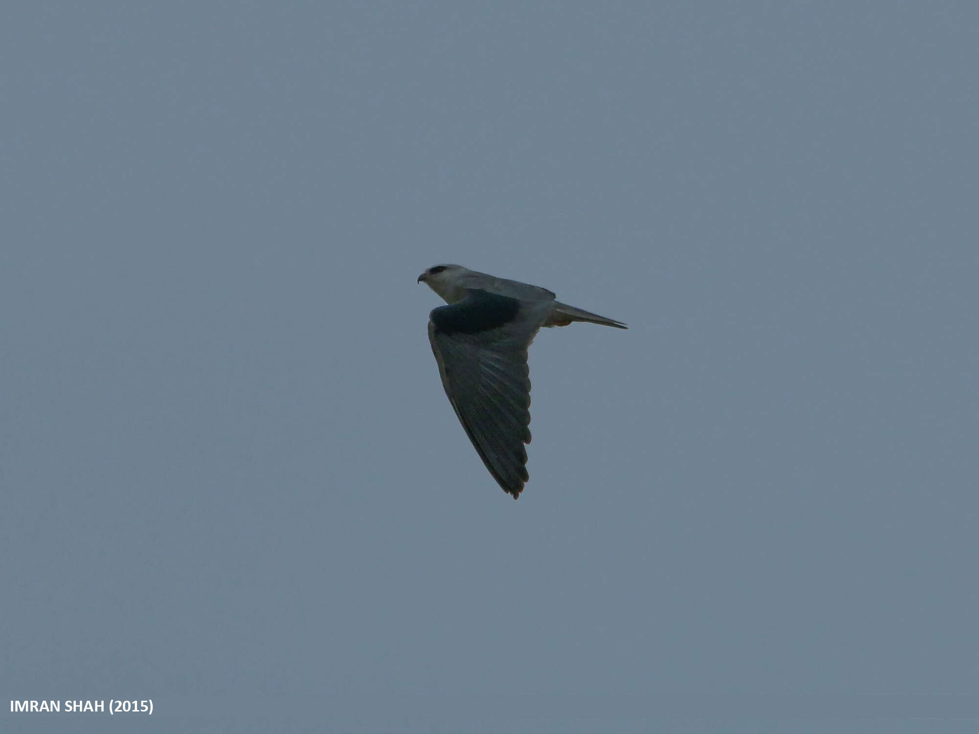 Image of Black-shouldered Kite