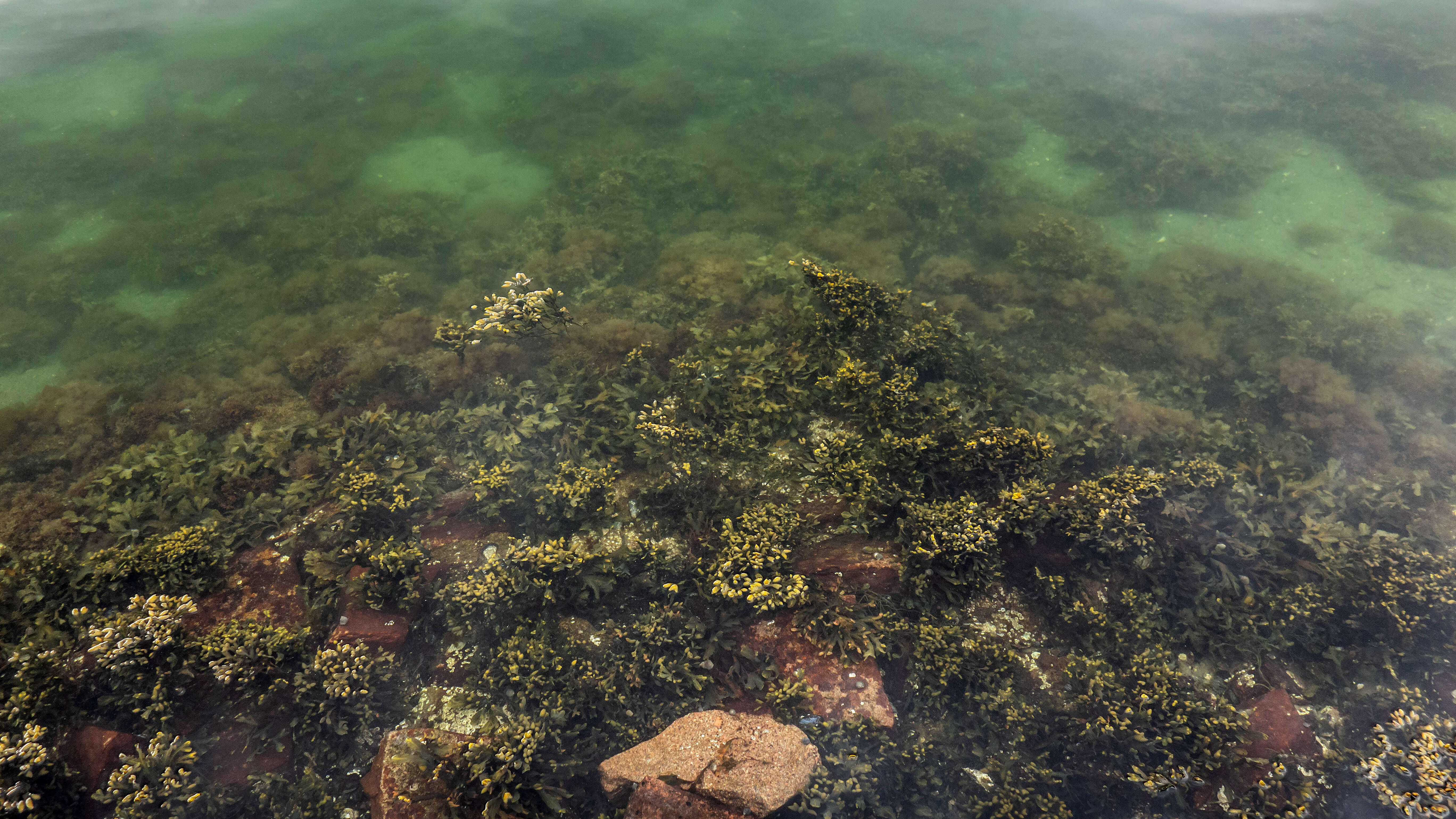 Image of Bladder Wrack