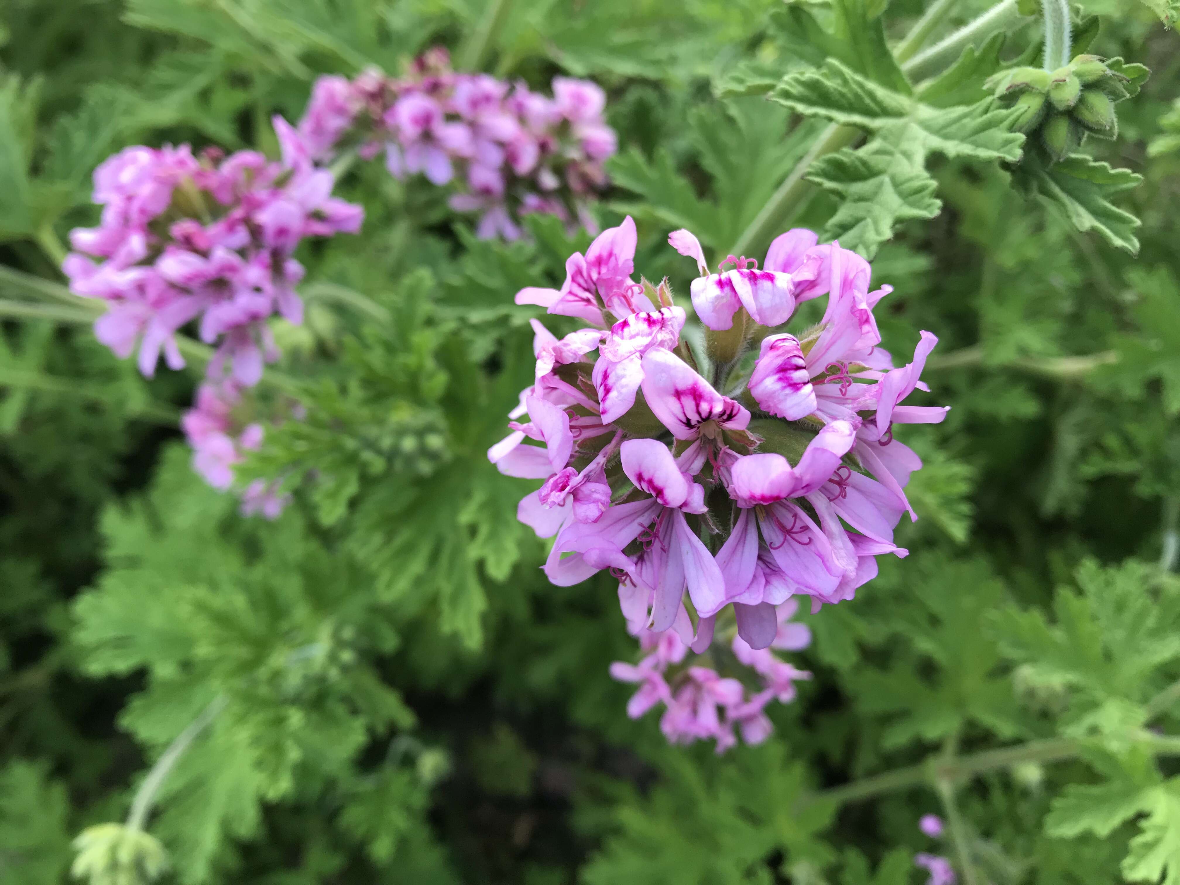 Image of sweet scented geranium