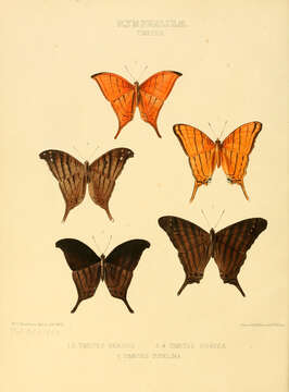 Image of Marpesia berania Hewitson 1852