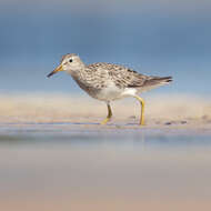 Image of Pectoral Sandpiper