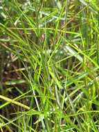 Image of limpograss