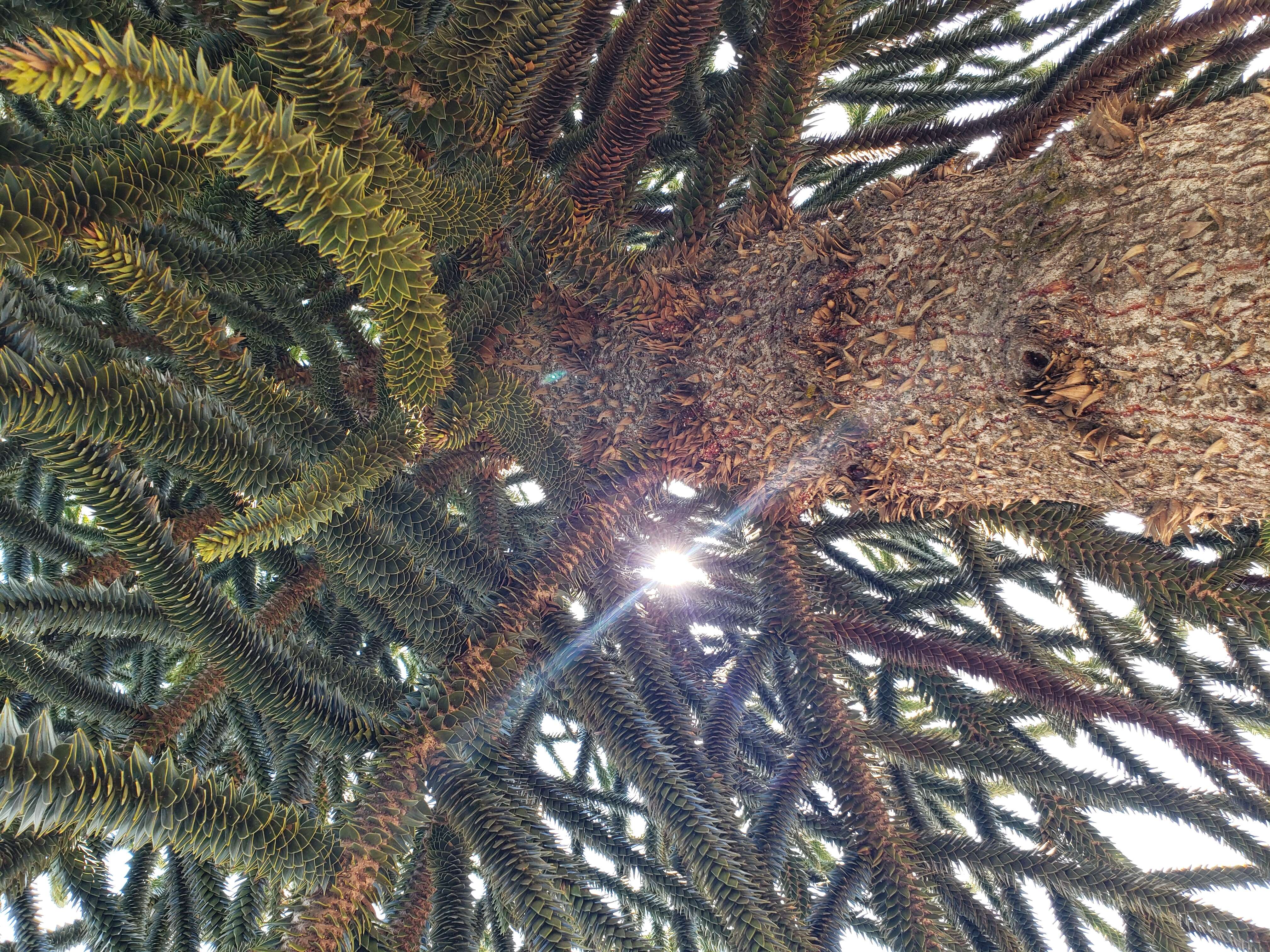 Image of Monkey Puzzle