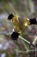 Image of Iris tuberosa L.