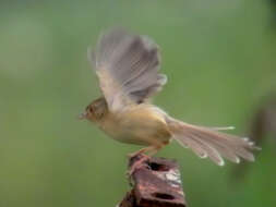 Prinia flaviventris (Delessert 1840) resmi