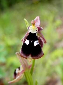 Слика од Ophrys reinholdii Spruner ex Fleischm.