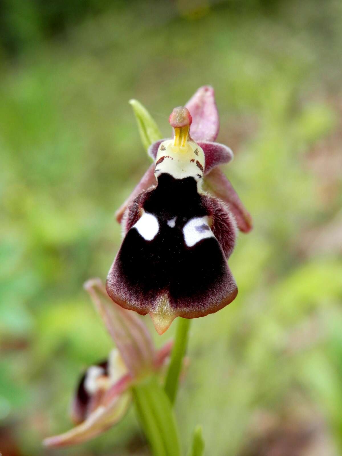 Слика од Ophrys reinholdii Spruner ex Fleischm.