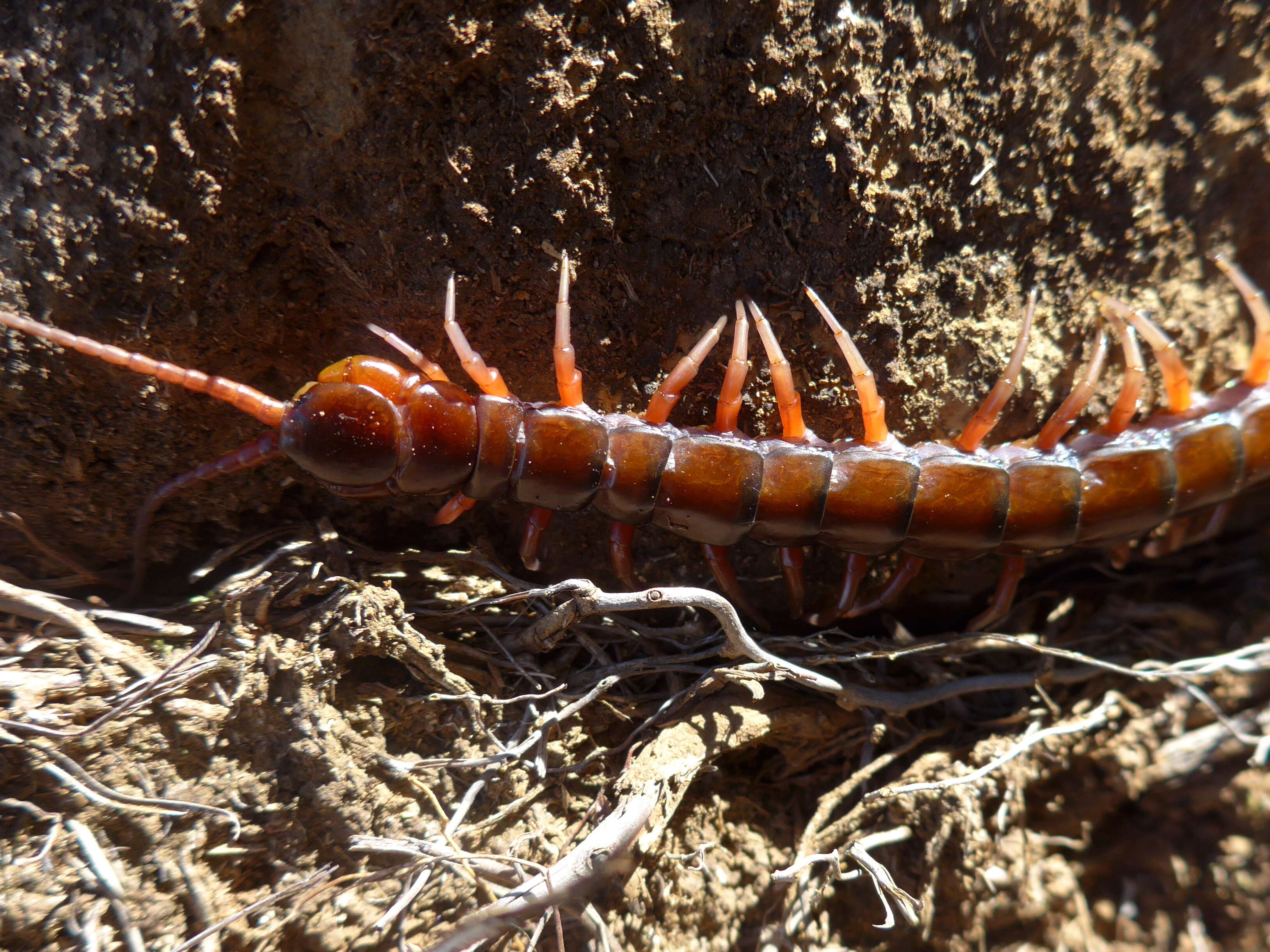 Image of Bark Centipedes