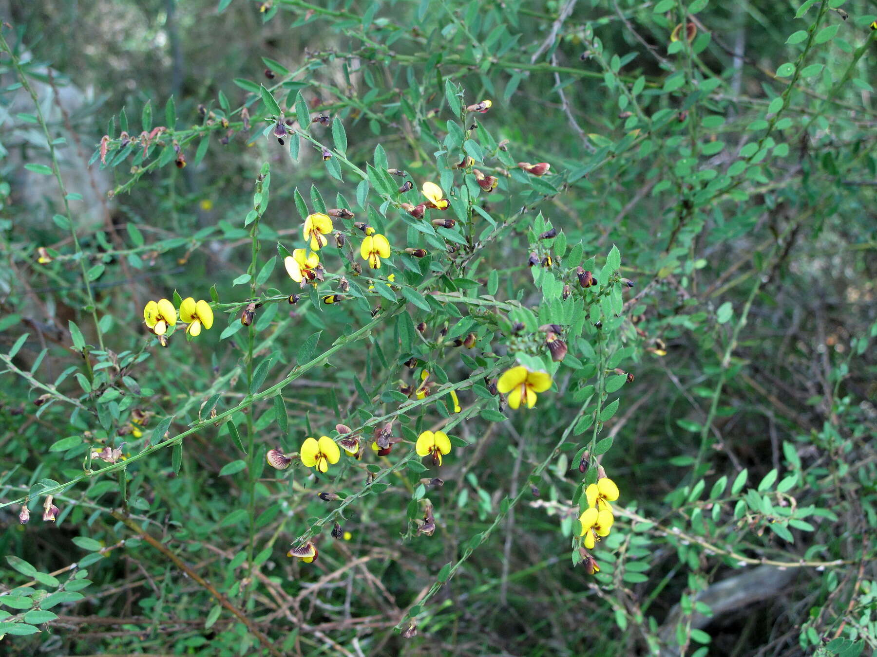Sivun Bossiaea stephensonii F. Muell. kuva