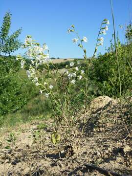 Слика од Silene dichotoma Ehrh.