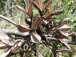 Doryanthes excelsa Corrêa resmi