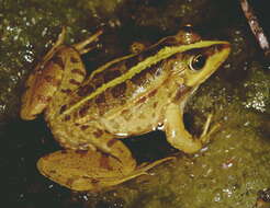 Image of Levant Green Frog