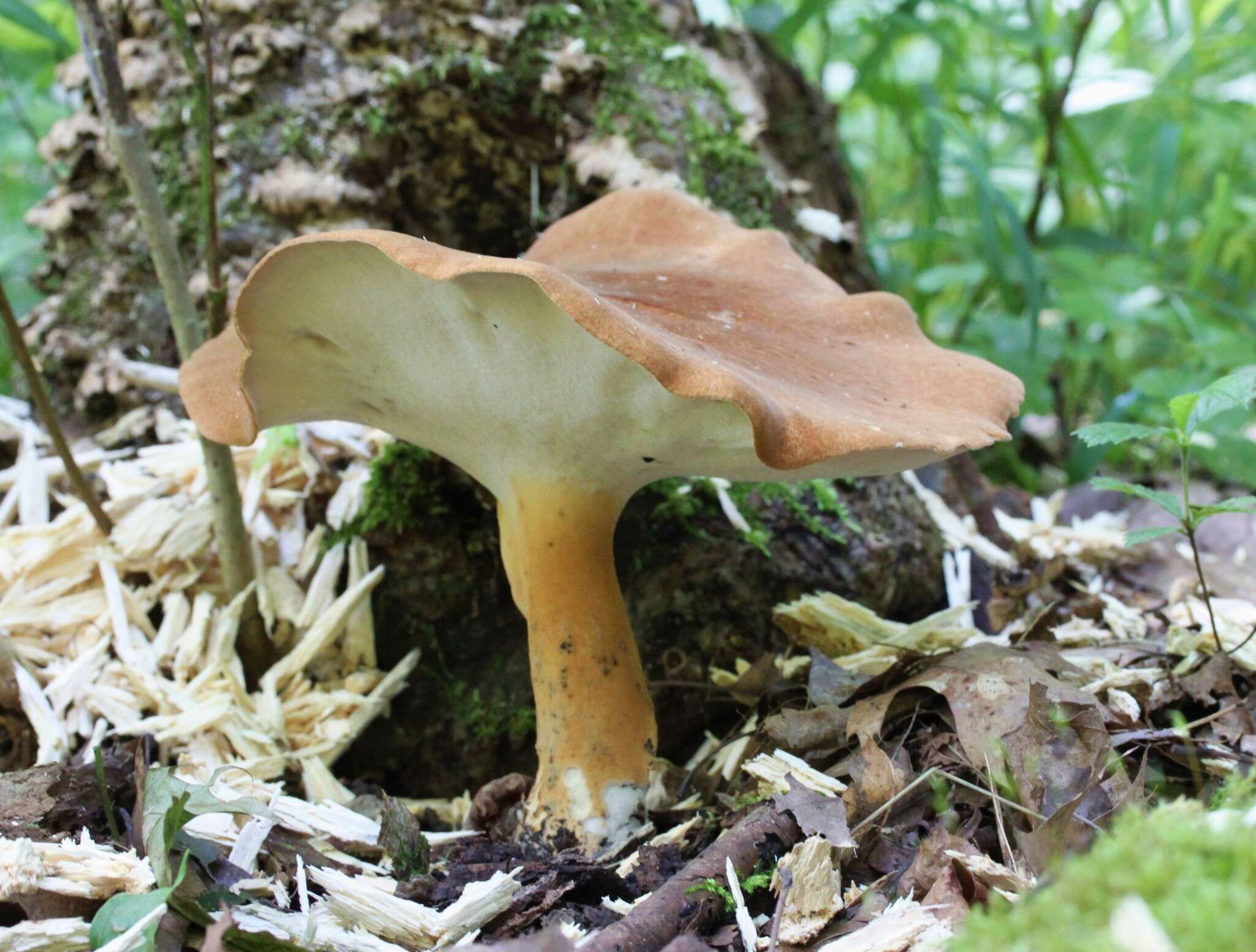 Image of Rooting Polypore