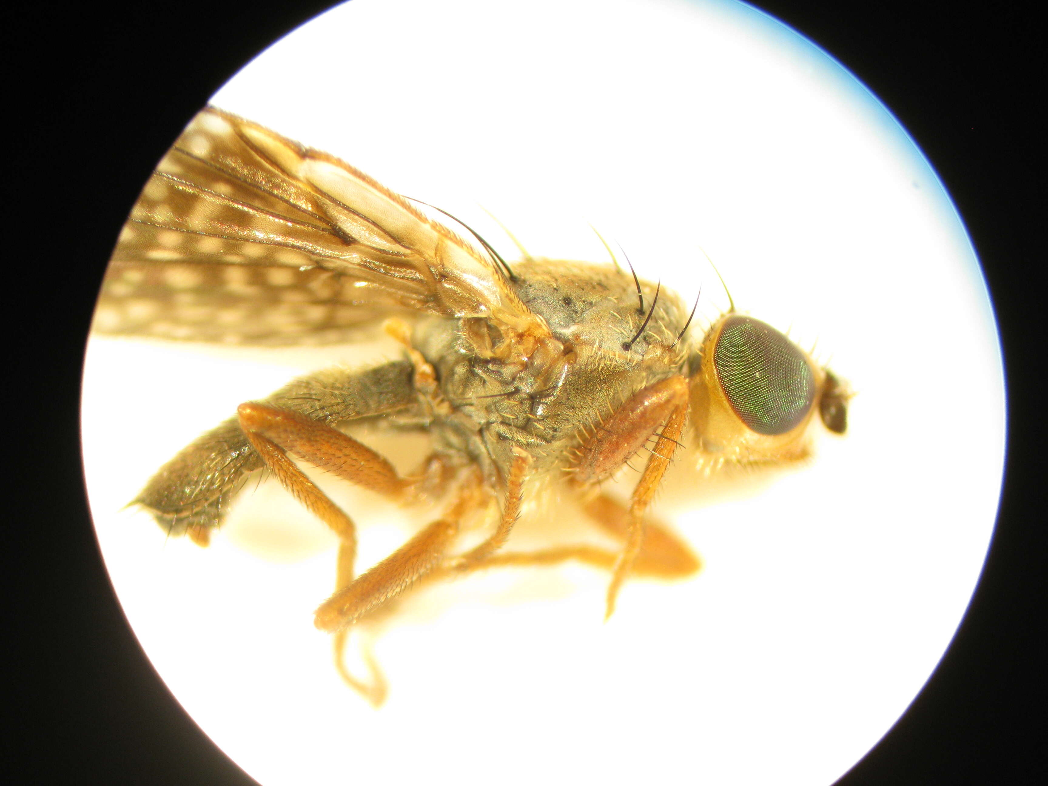 Image of Trupanea denotata Hardy 1980