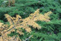 Image of Chinese Golden Larch