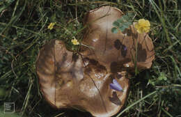 Image of Boletus