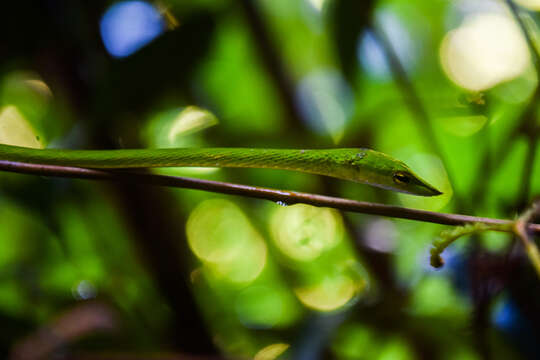 Image of Sri Lankan pit viper