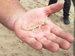 Image of Namib Sand Gecko