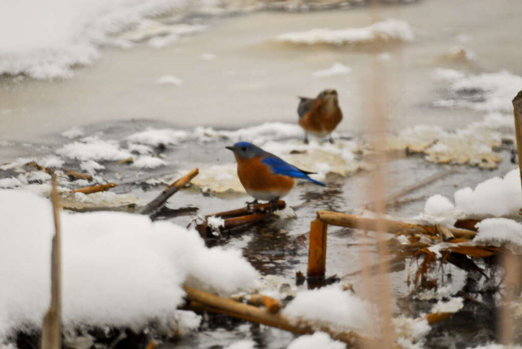 Image of Eastern Bluebird