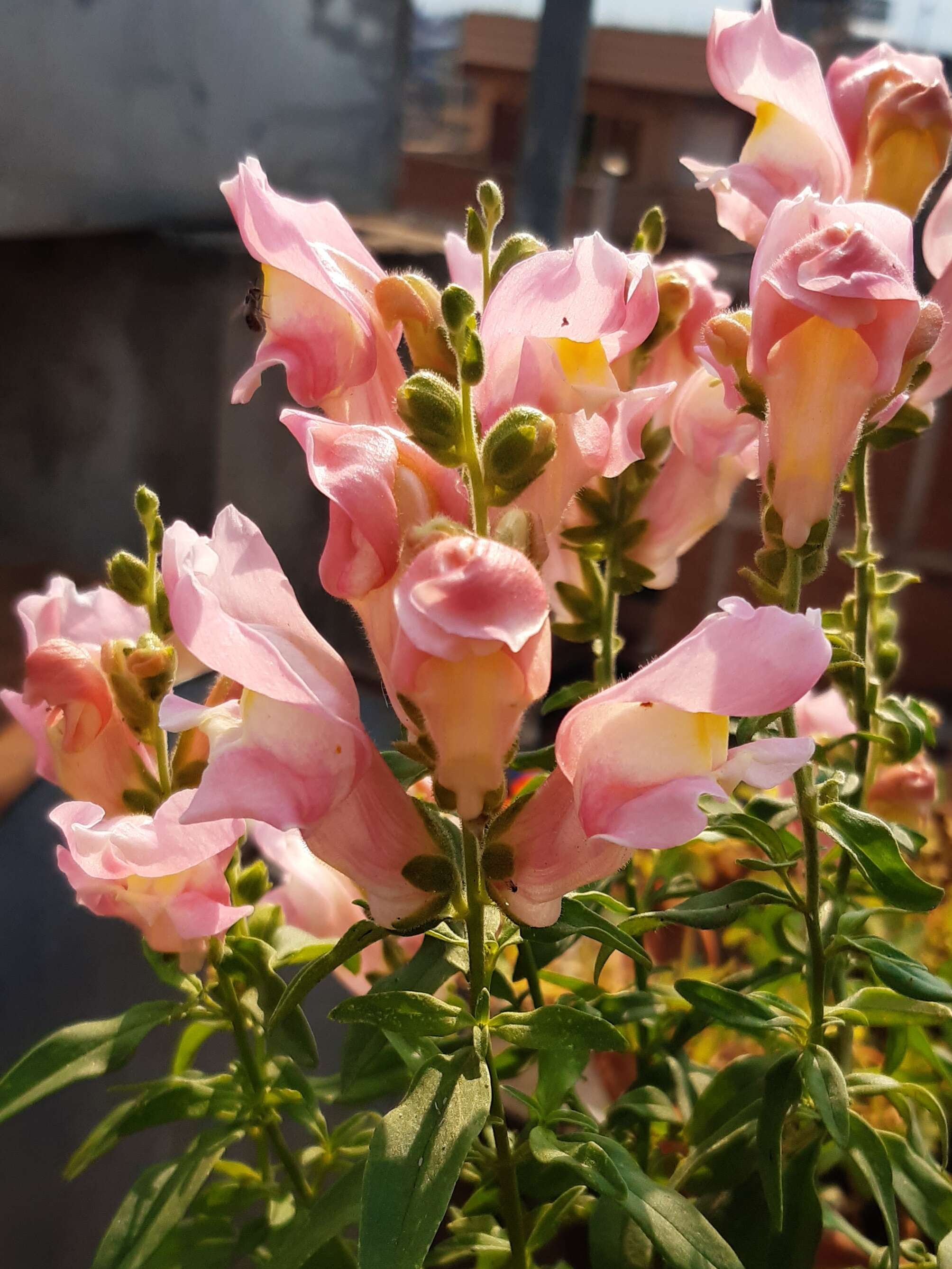 Plancia ëd Antirrhinum majus L.