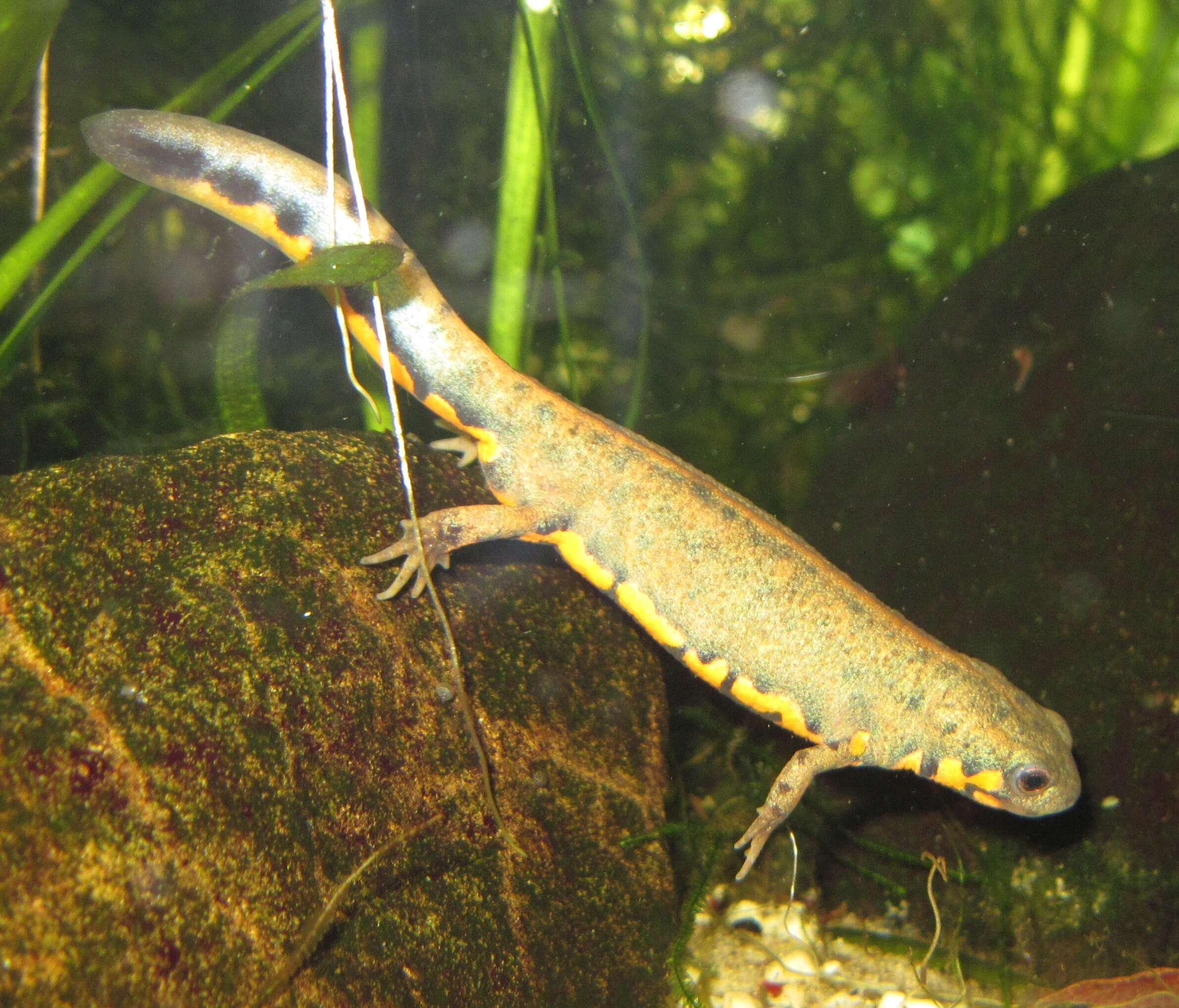 Image of Chuxiong Fire-Bellied Newt