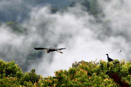 Image of Black-backed Swamphen