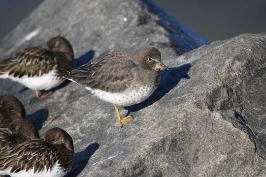 Image of Surfbird