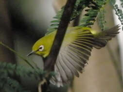 Image of Swinhoe's White-eye