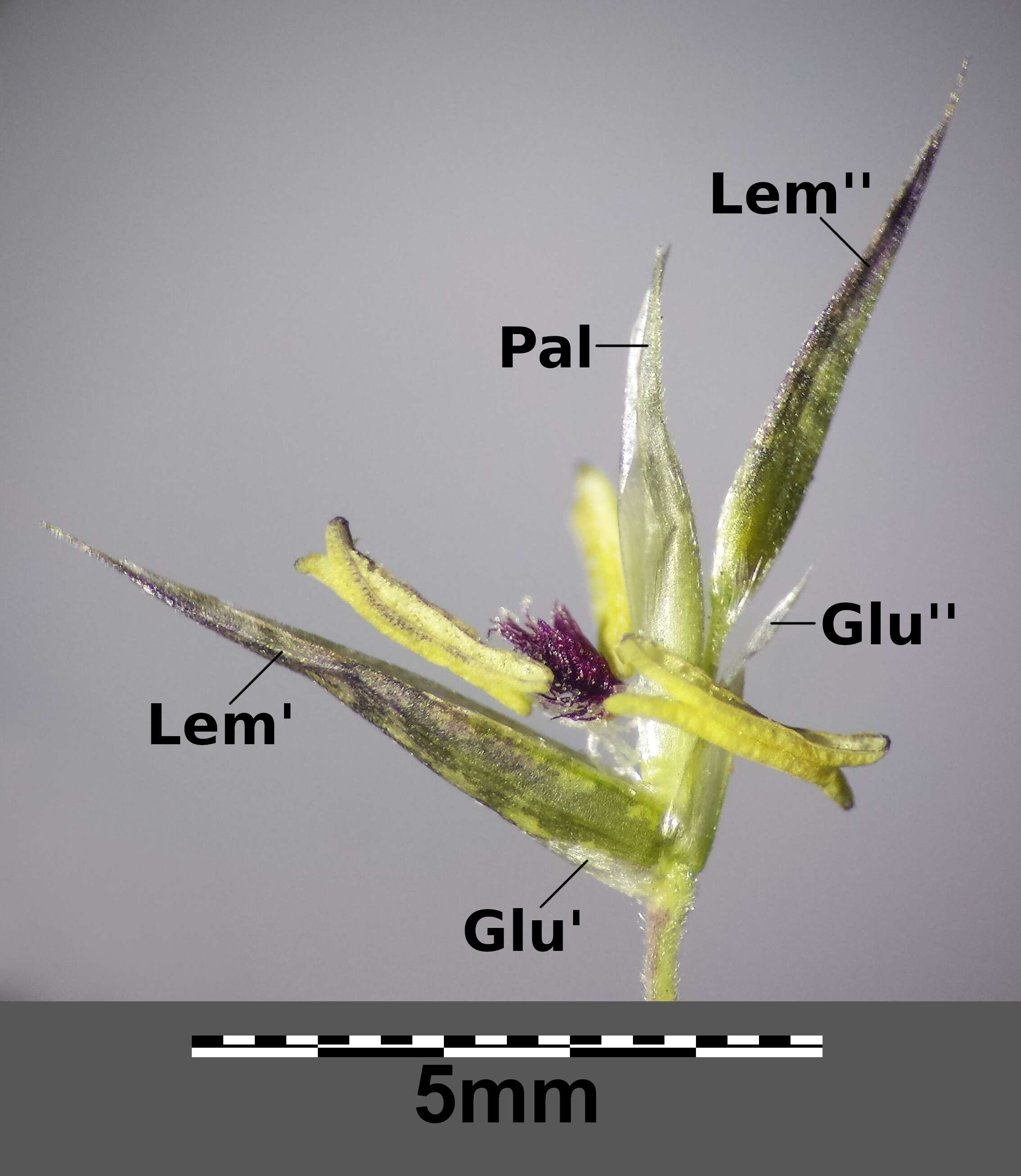 Plancia ëd Cleistogenes serotina (L.) Keng