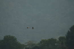 Image of Ruddy Shelduck