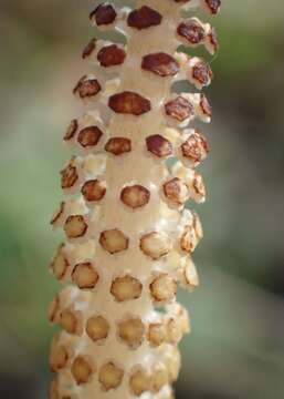 Image of Shady Horsetail